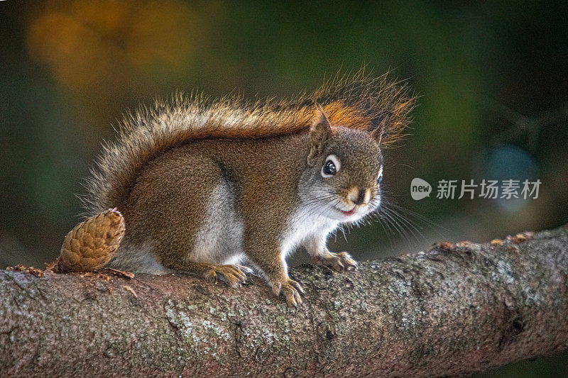 美国乳酪(Tamiasciurus hudsonicus)，美国红松鼠，ardilla roja americana。